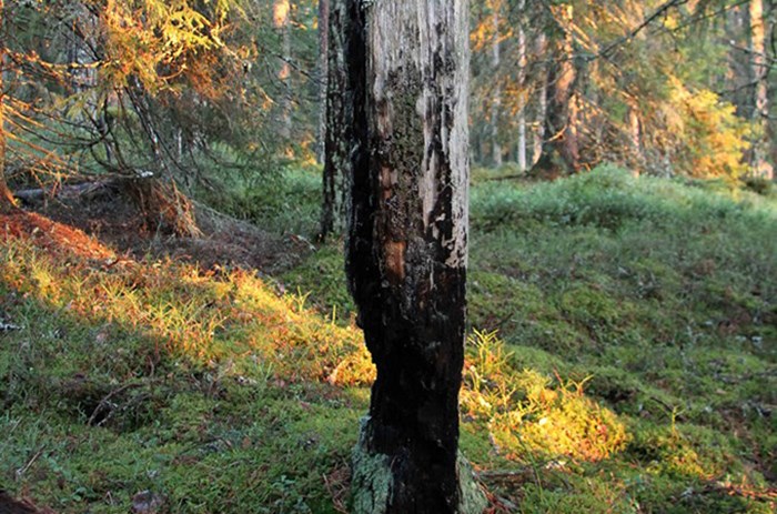 Stående dött träd i skog.