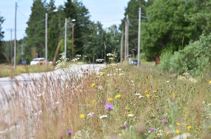 Flowering road verge.