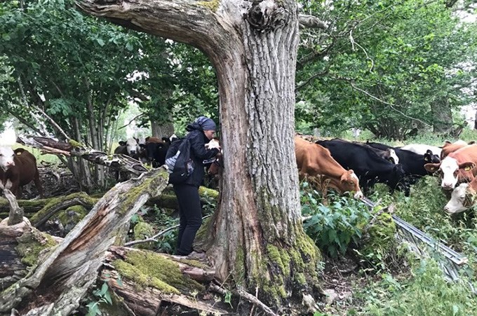 At field work surrounded by cows.