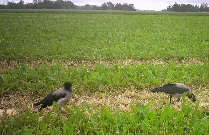 Crow in a field