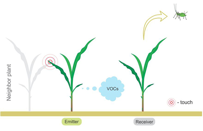 A touched plant sends signals to a plant nearby and that is affecting a flying aphid.