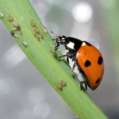 Ladybug eating aphids.