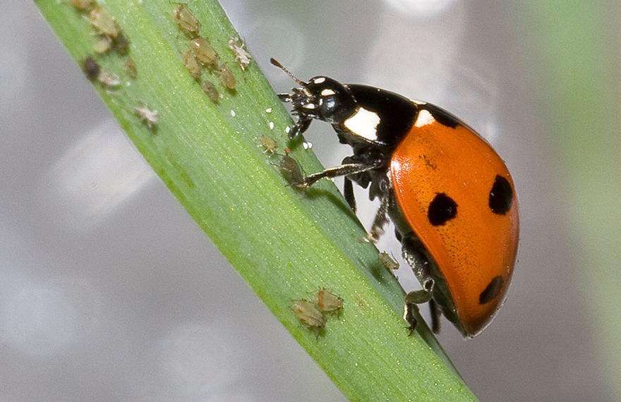 Ladybeetle feeding on aphids.