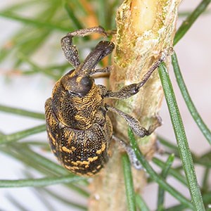 Close-up on a beetle with yellow pattern and something that looks almost like an elephants trunk. Photo.