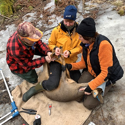 Three people and a roe deer