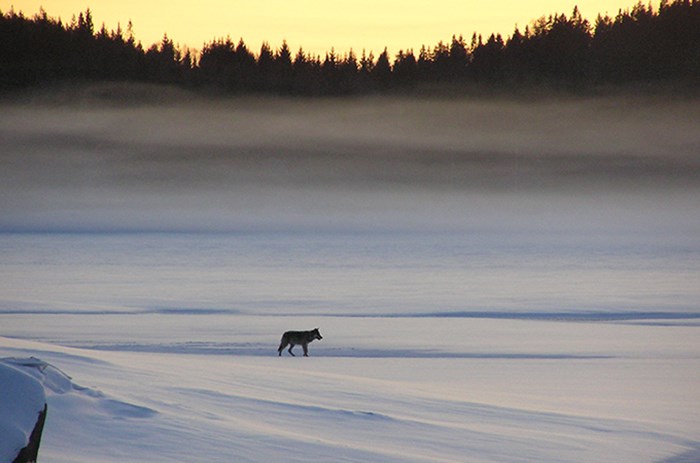 Wolf in a snowy landscape.