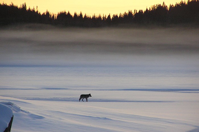 Varg går över snöig vidd.