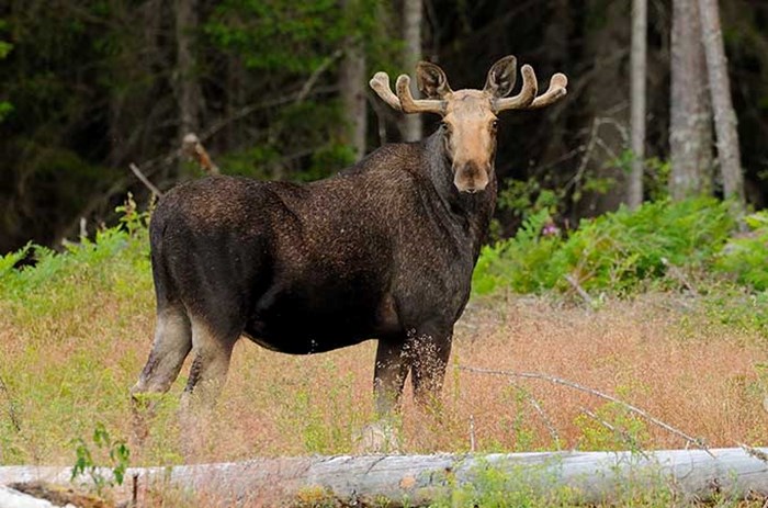 Big moose.