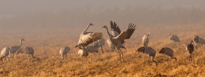 Cranes