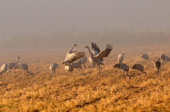 Cranes on a field.