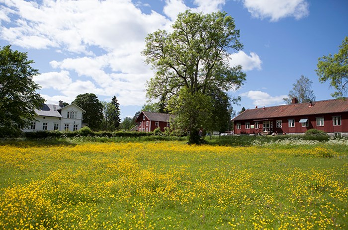 Hus inbäddade i grönska och gula blommor.