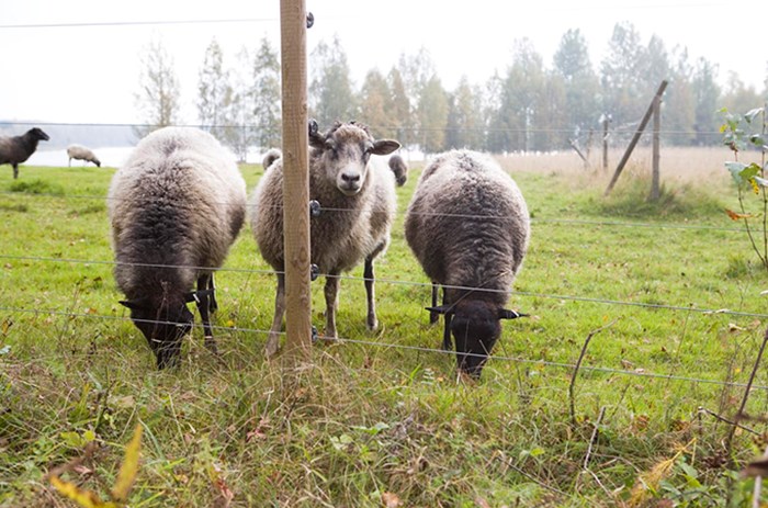 Sheep behind an elecric fence.