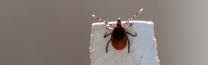 Tick