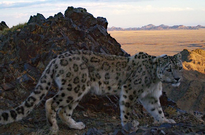 A snow leopard in the mountains.