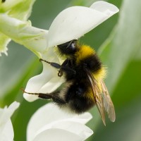 bumblebee2-research.jpg