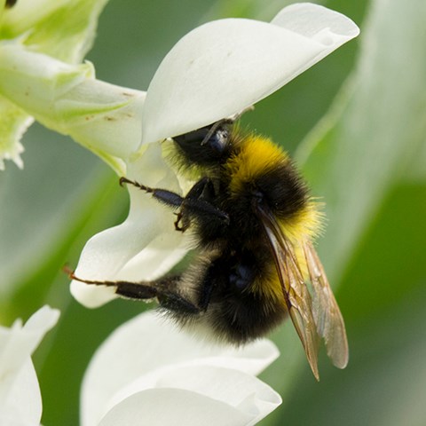 Hairy, yellow-black-striped bumblebee visits white flower. Photo.