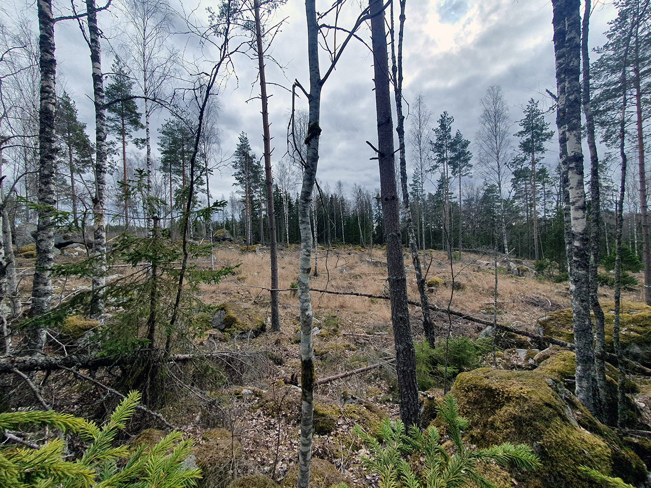 Ett kalhygge med unga björkar i förgrunden. Foto.
