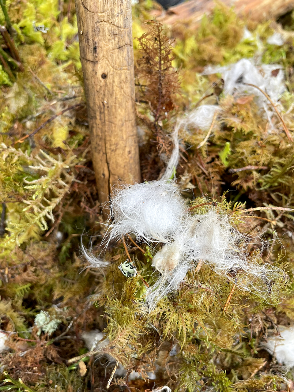 Vitt hår, från en hare, på marken i skogen.