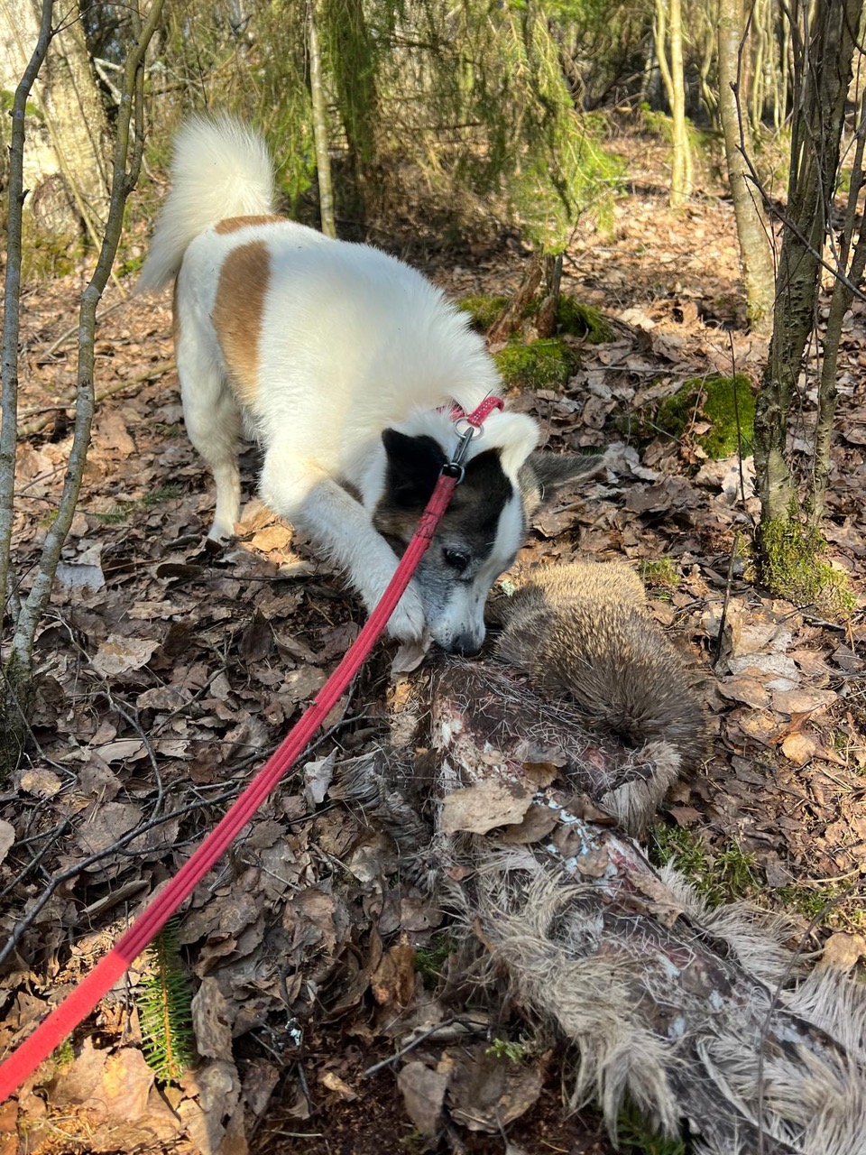 Hunden Onni. Foto.