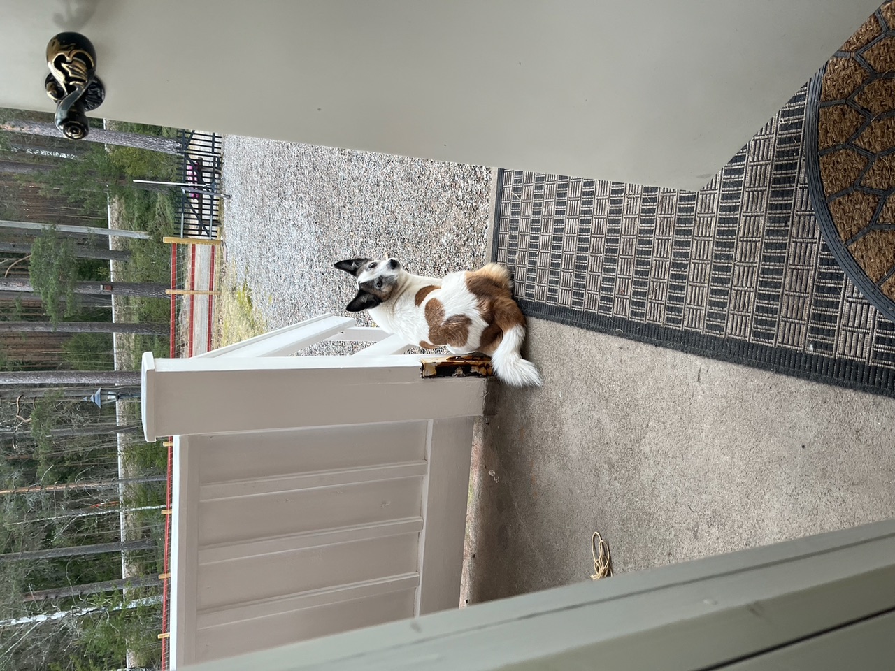 Hund som sitter på trappa till hus. Foto.