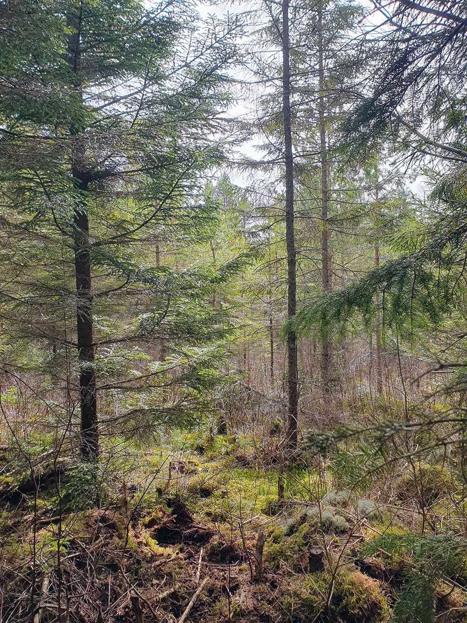 Barrskog. Foto.