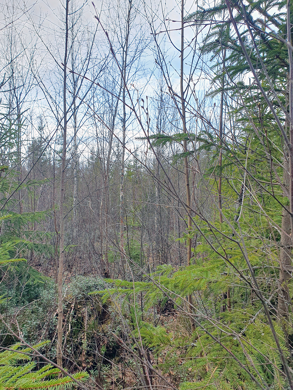 Barrskog. Foto.