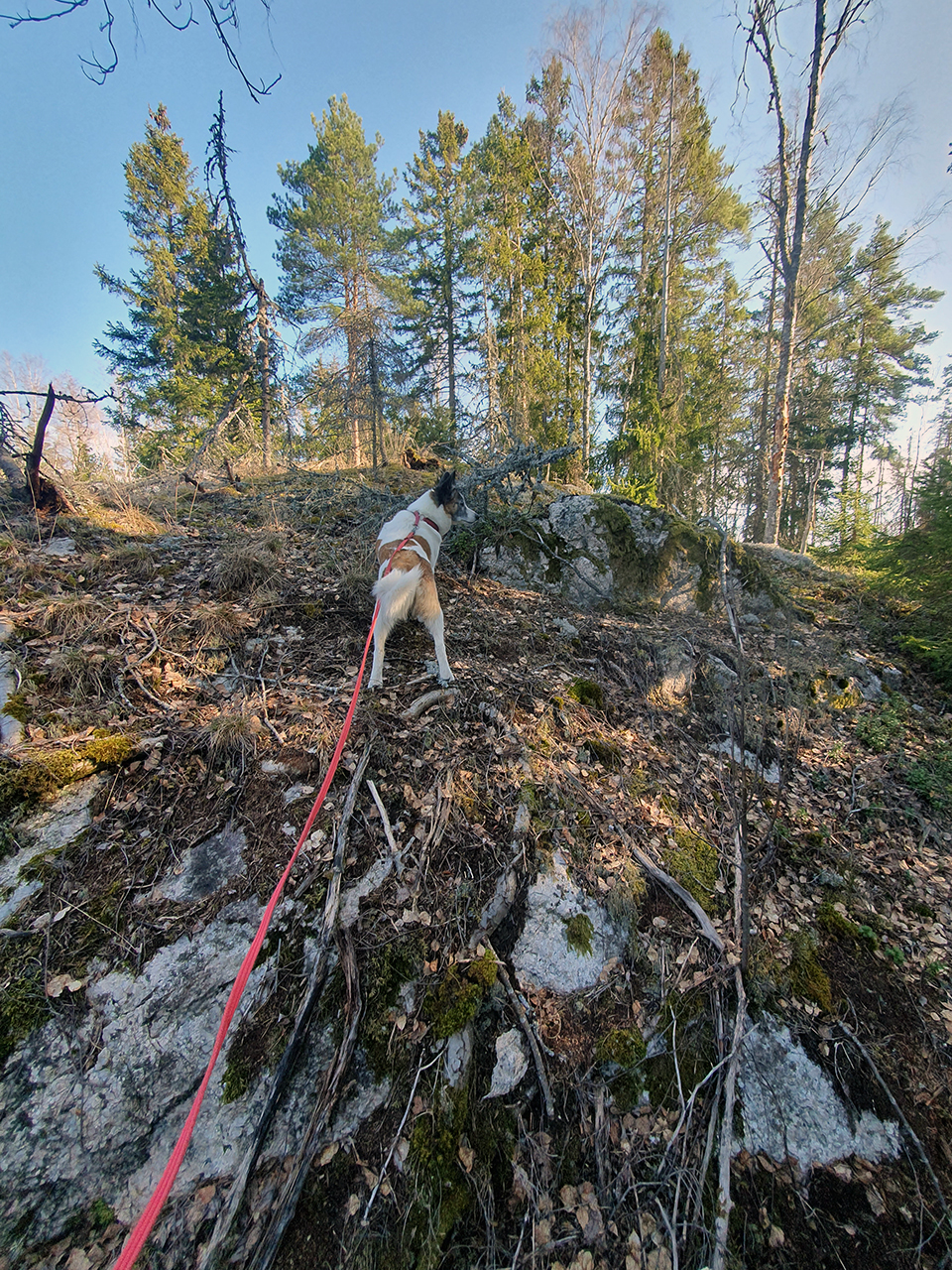 Norrbottensspets på en klippa. Foto