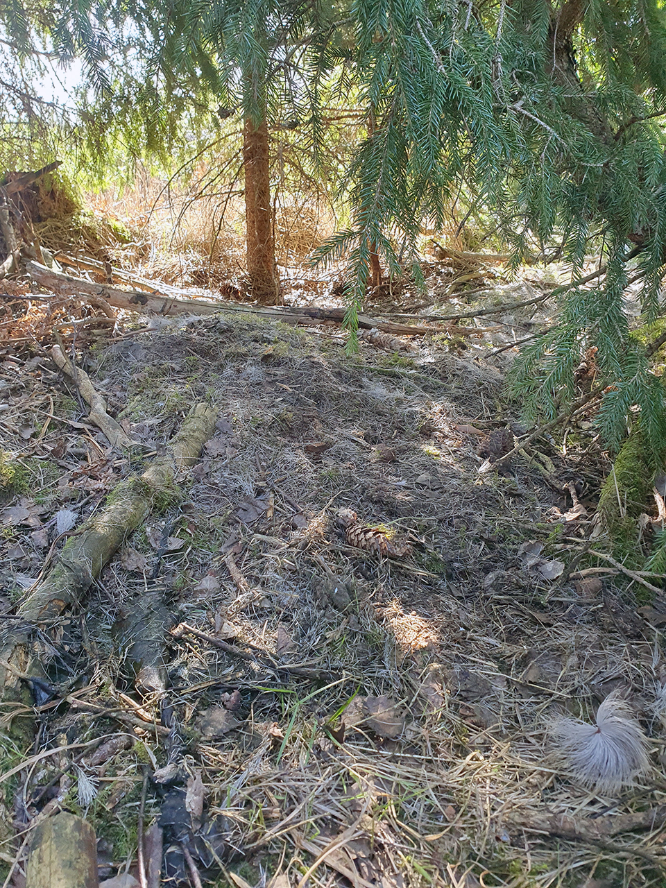 En träddunge i skogen. Foto