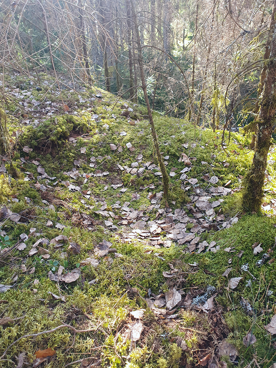 en plats i skogen där ett lodjur legat och vilat på marken. Foto.. Foto.