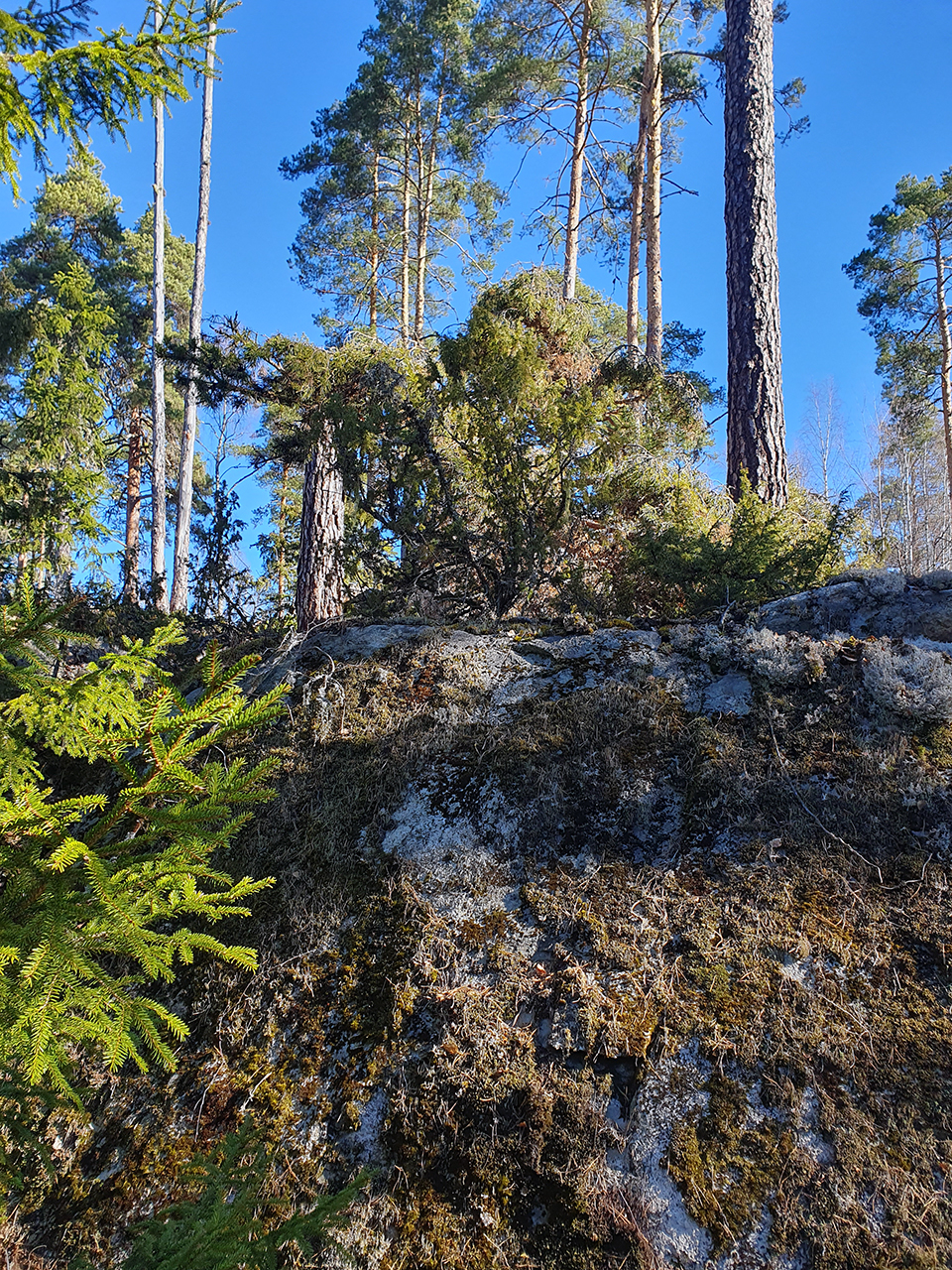 En klippa i skogen. Foto.