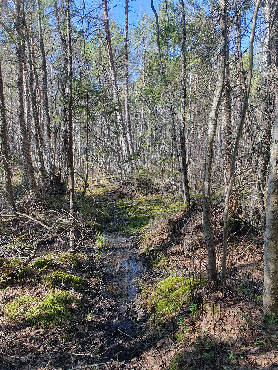Ett träsk/en myr i skogen. Foto.
