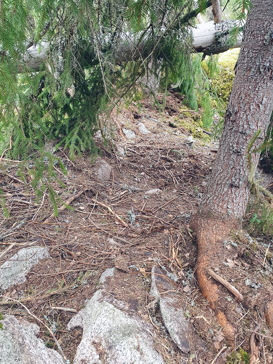 Stenar och trädrötter i skogen. Foto.