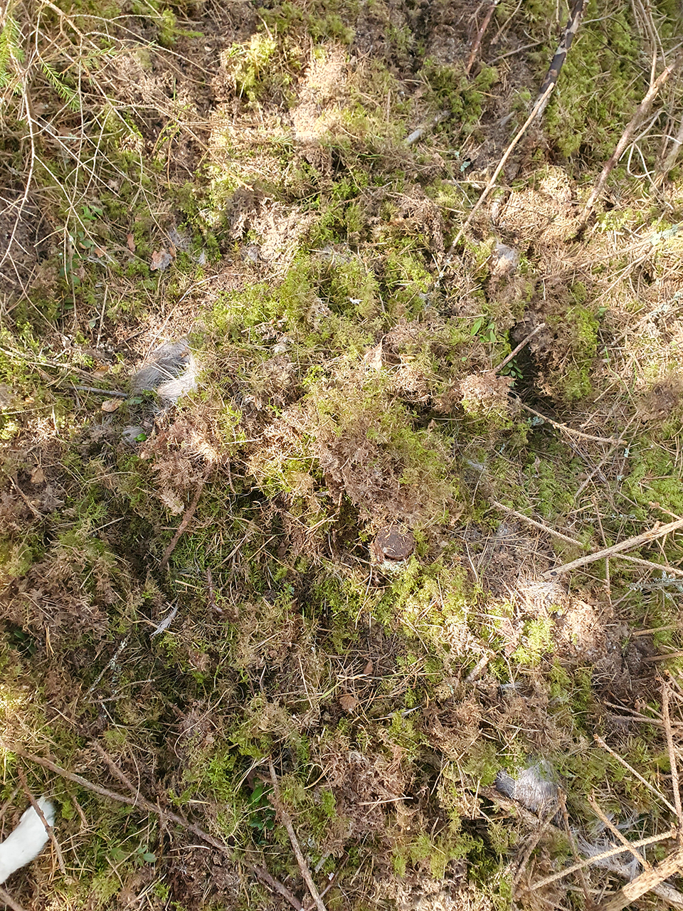 Hårtussar från ett rådjur på marken i skogen. Foto.