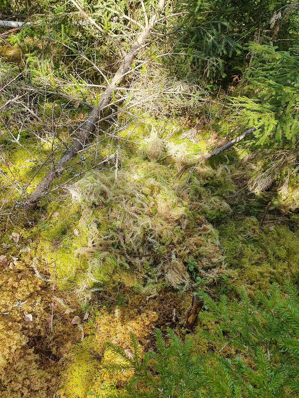 Mossa och kvistar på marken i skogen. Foto.