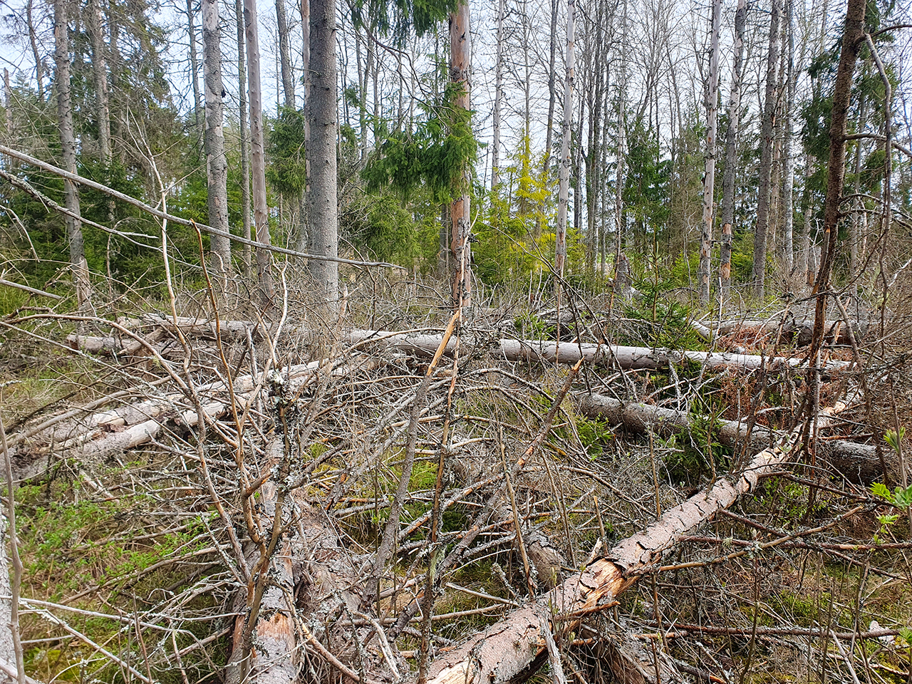 En klunga med nedfallna, döda träd i skogen. Foto.