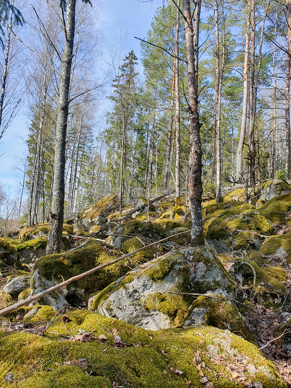 Stenig, kuperad terräng med träd. Foto.