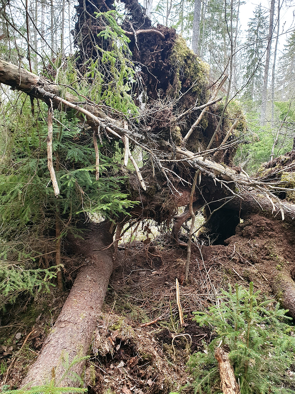En rotvälta i skogen. Foto.