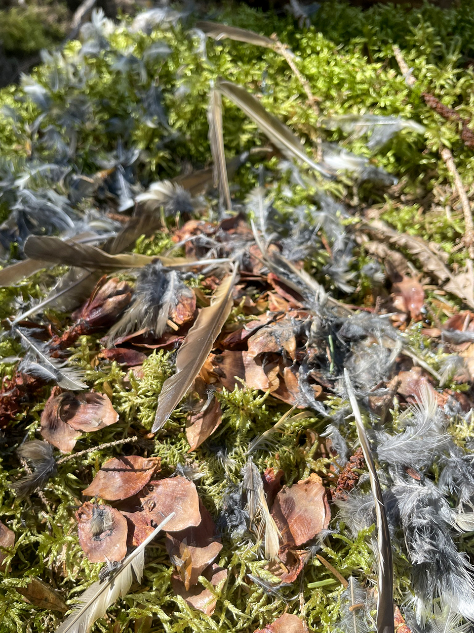 Fågelfjädrar på marken i skogen. Foto.