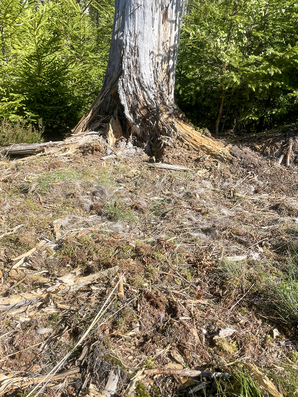 Hår från ett lodjur på marken i skogen. Foto.