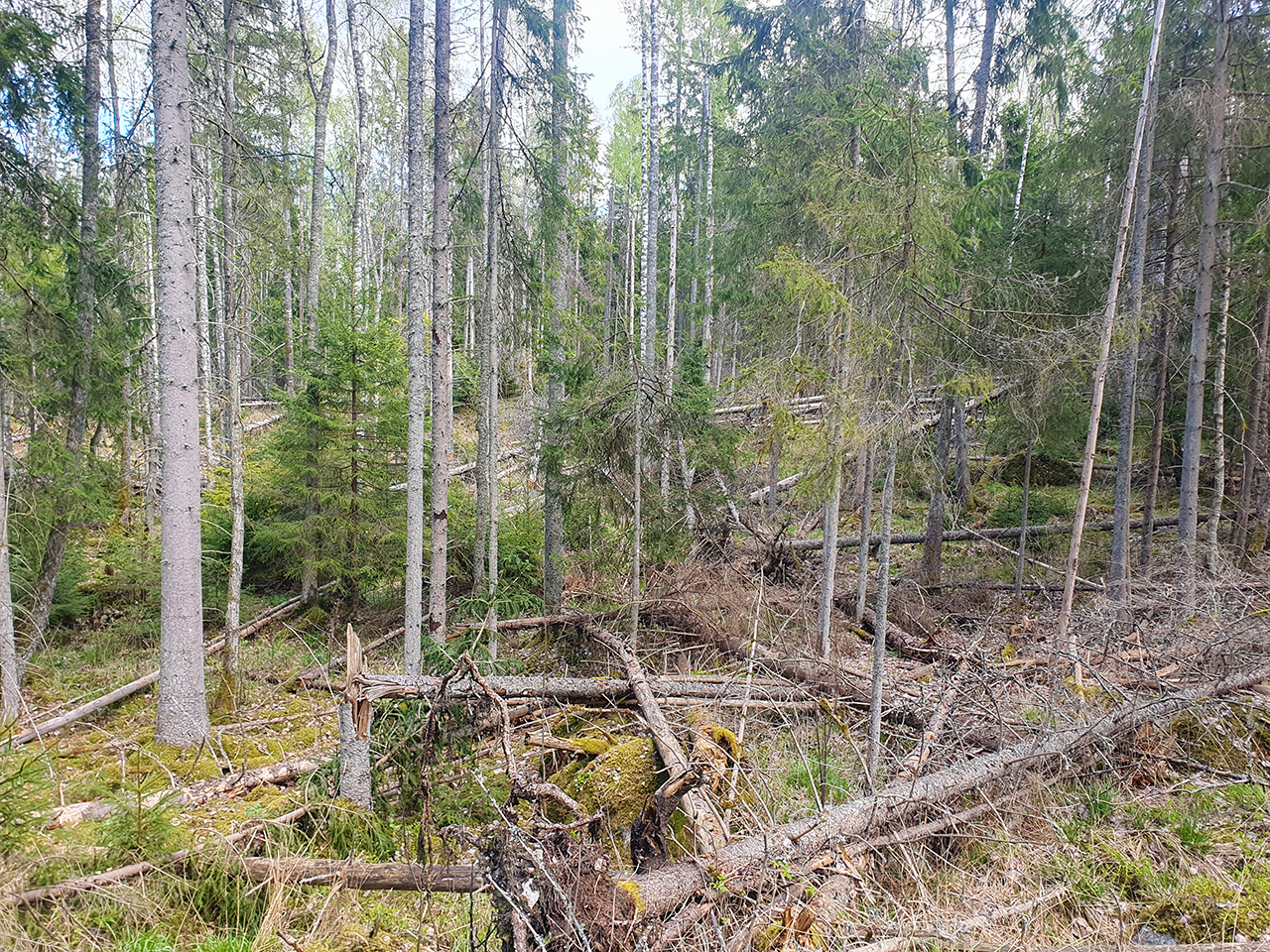 Omkullfallna träd i barrskog. Foto.