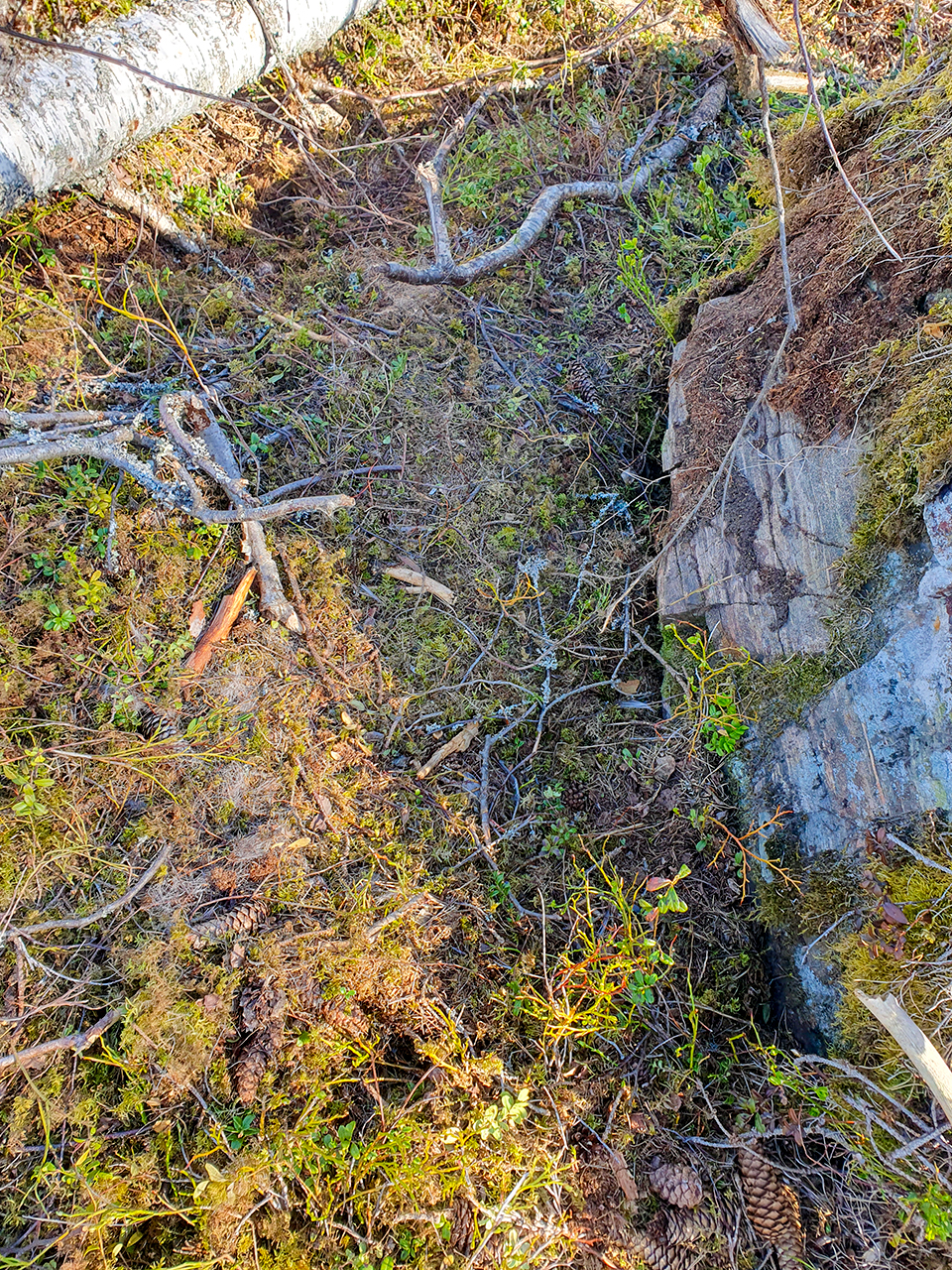 Lodjurshår på marken i skogen bredvid stor sten. Foto.