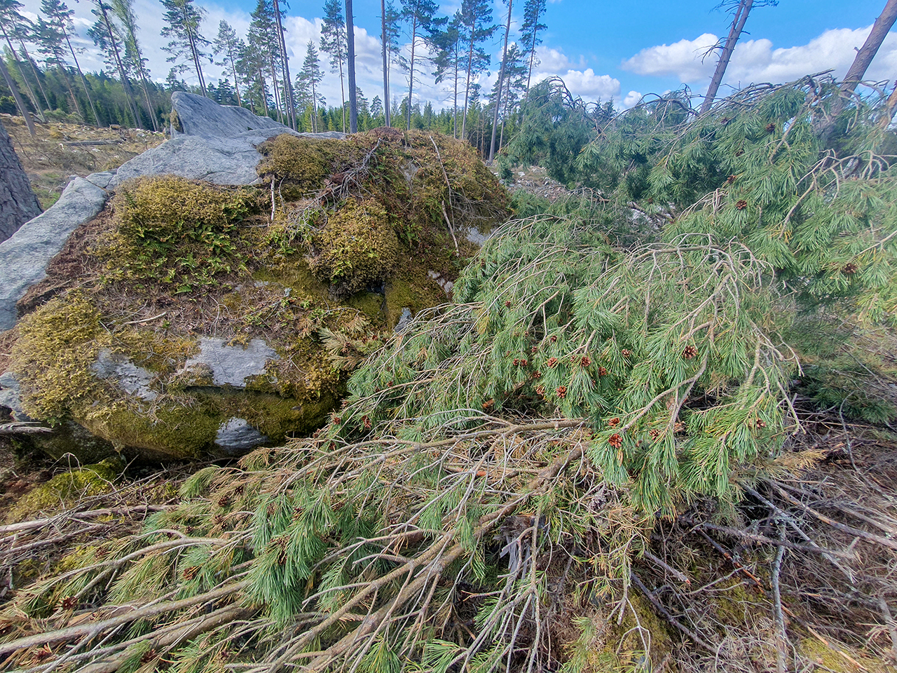 Omkullblåst gran bredvid stor sten. Foto.