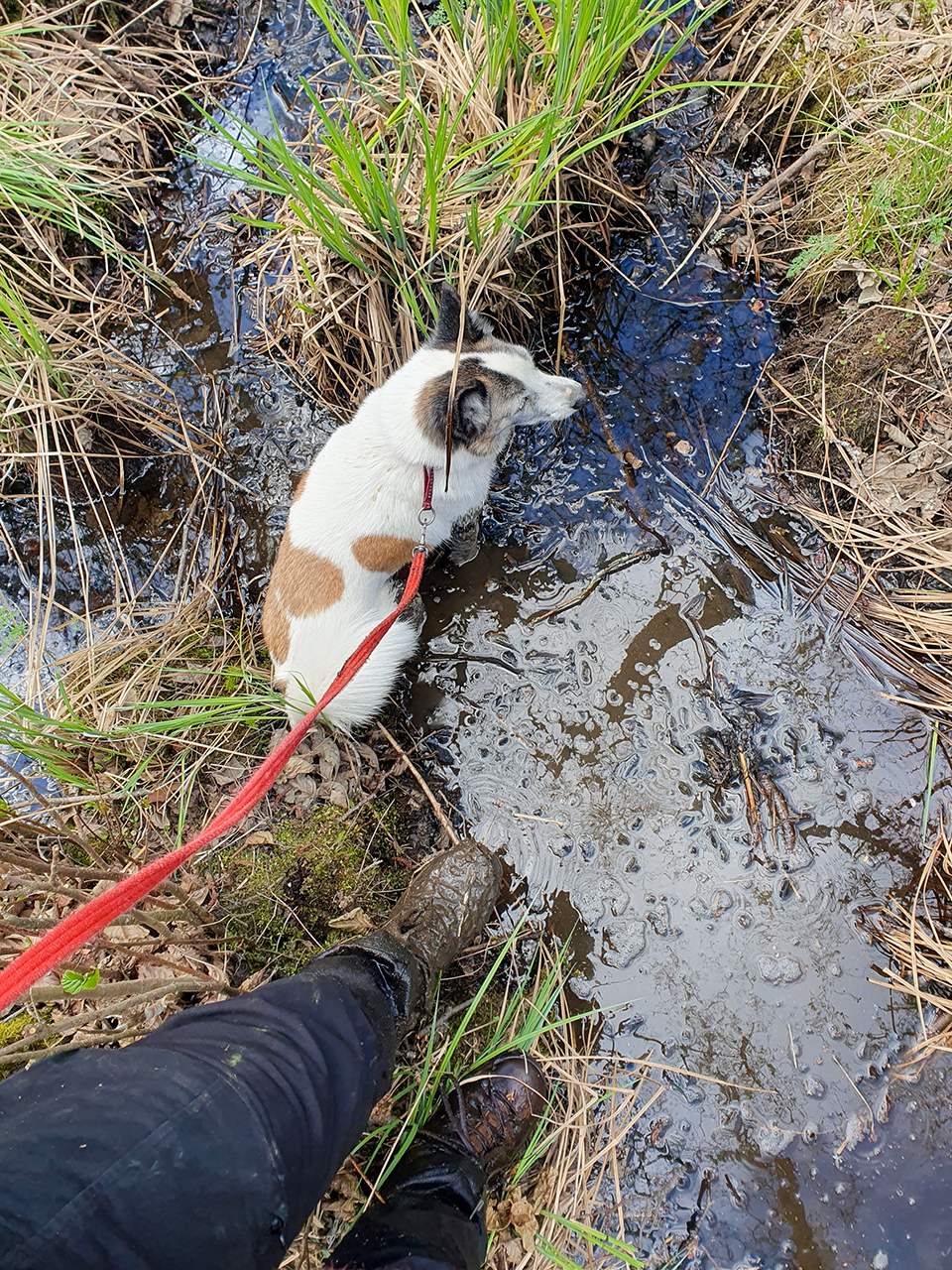 En persons ben och skor, och en hund som befinner sig i lerig terräng. Foto.