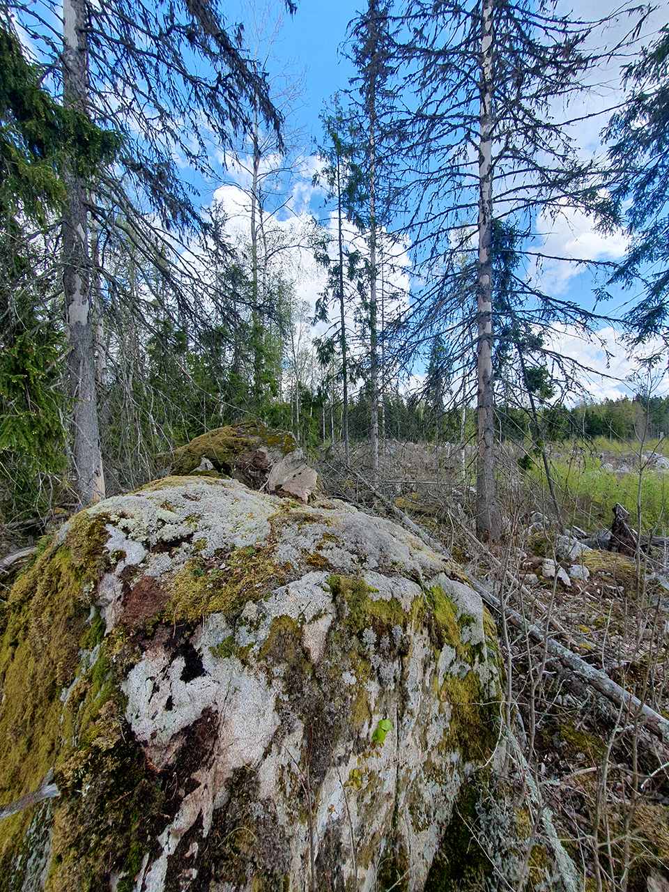 Stenar och ris i skogen. Foto.