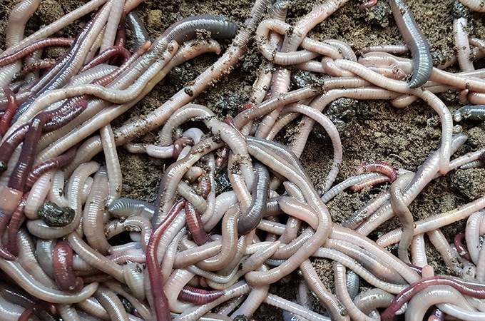 A lot of earthworms.