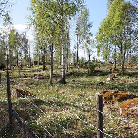 Pasture with light green birches and wood anemones.