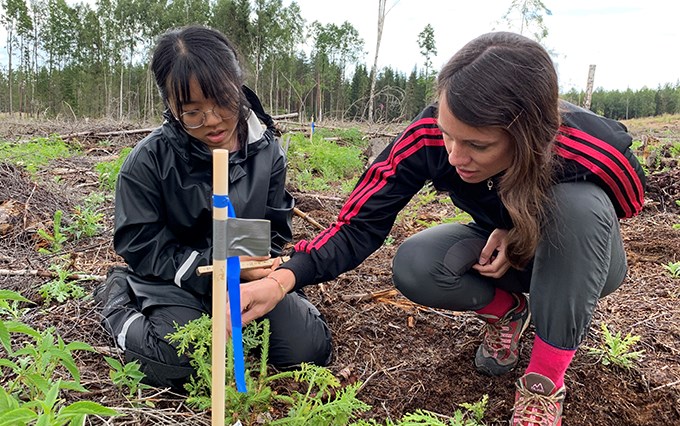 Två kvinnor studerar en granplanta.