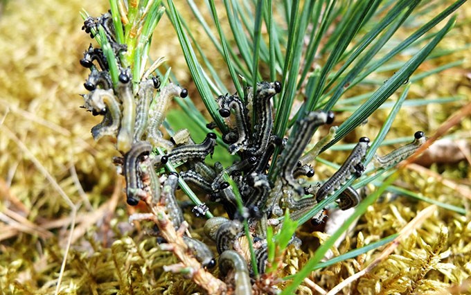 Larvae on a pine seedling.