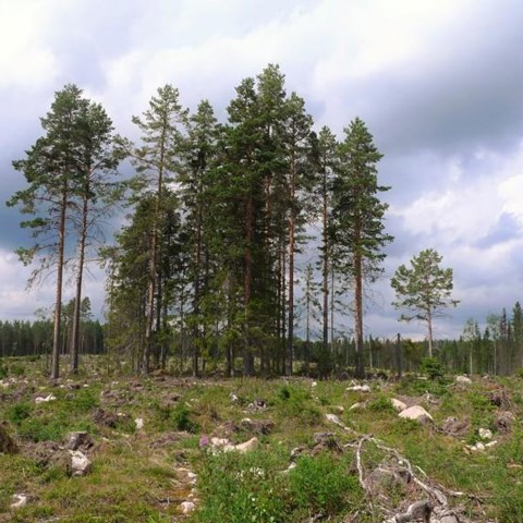 Höga tallar i grupp stående på ett hygge. Foto.