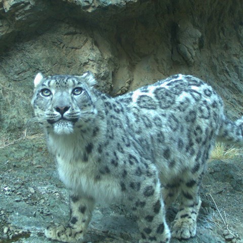 Snow leopard looking directly into the camera.
